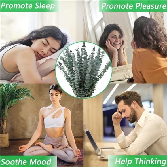 10Pcs Dried Eucalyptus Stems 17" Real Eucalyptus 100% Made from Fresh Eucalyptus - Picture 6 of 6